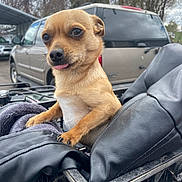 King Saul is registered to the contest to win money with this photo: dog, small_dog, tan_dog, tongue_out, crate, black_leather_jacket, blanket, outdoor, car, vehicle, trees, cloudy_sky, pet, animal, cute, expression, fur, snout, ears, paw