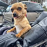 dog, small_dog, tan_dog, tongue_out, crate, black_leather_jacket, blanket, outdoor, car, vehicle, trees, cloudy_sky, pet, animal, cute, expression, fur, snout, ears, paw