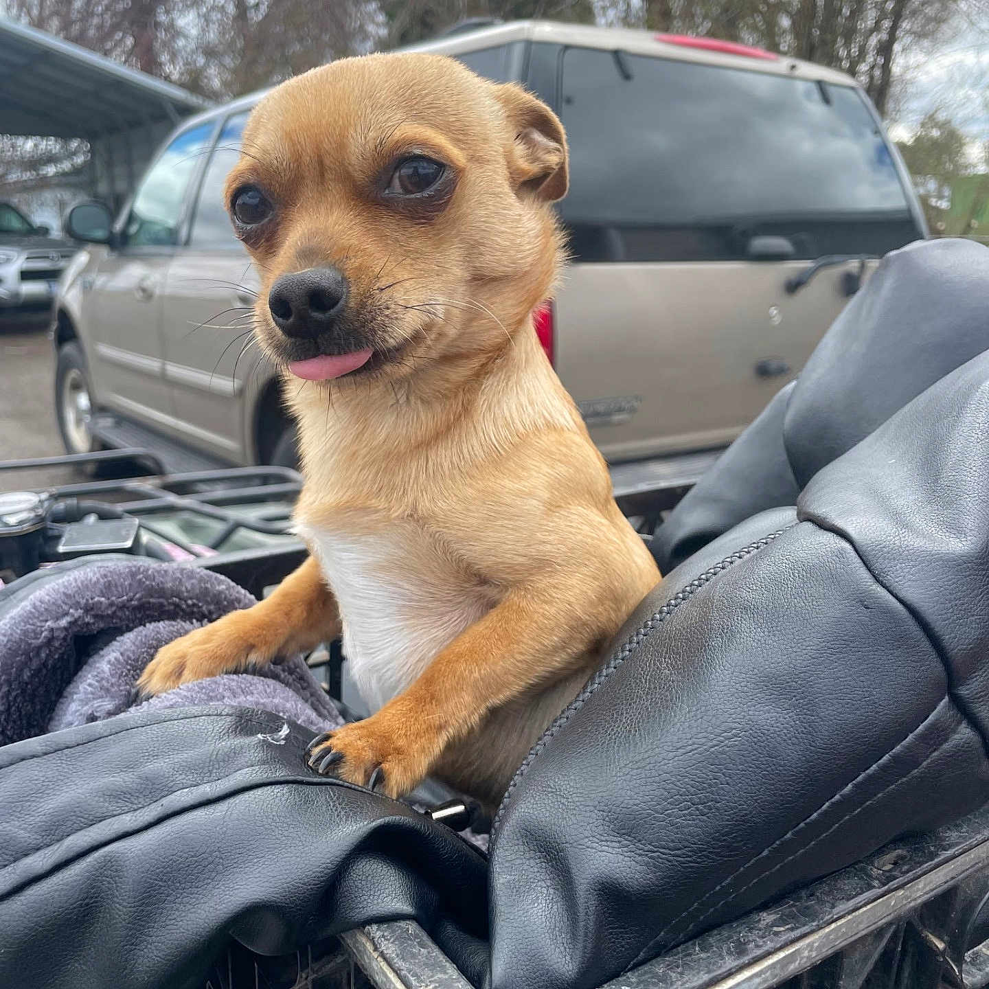 King Saul is registered to the contest to win money with this photo: dog, small_dog, tan_dog, tongue_out, crate, black_leather_jacket, blanket, outdoor, car, vehicle, trees, cloudy_sky, pet, animal, cute, expression, fur, snout, ears, paw
