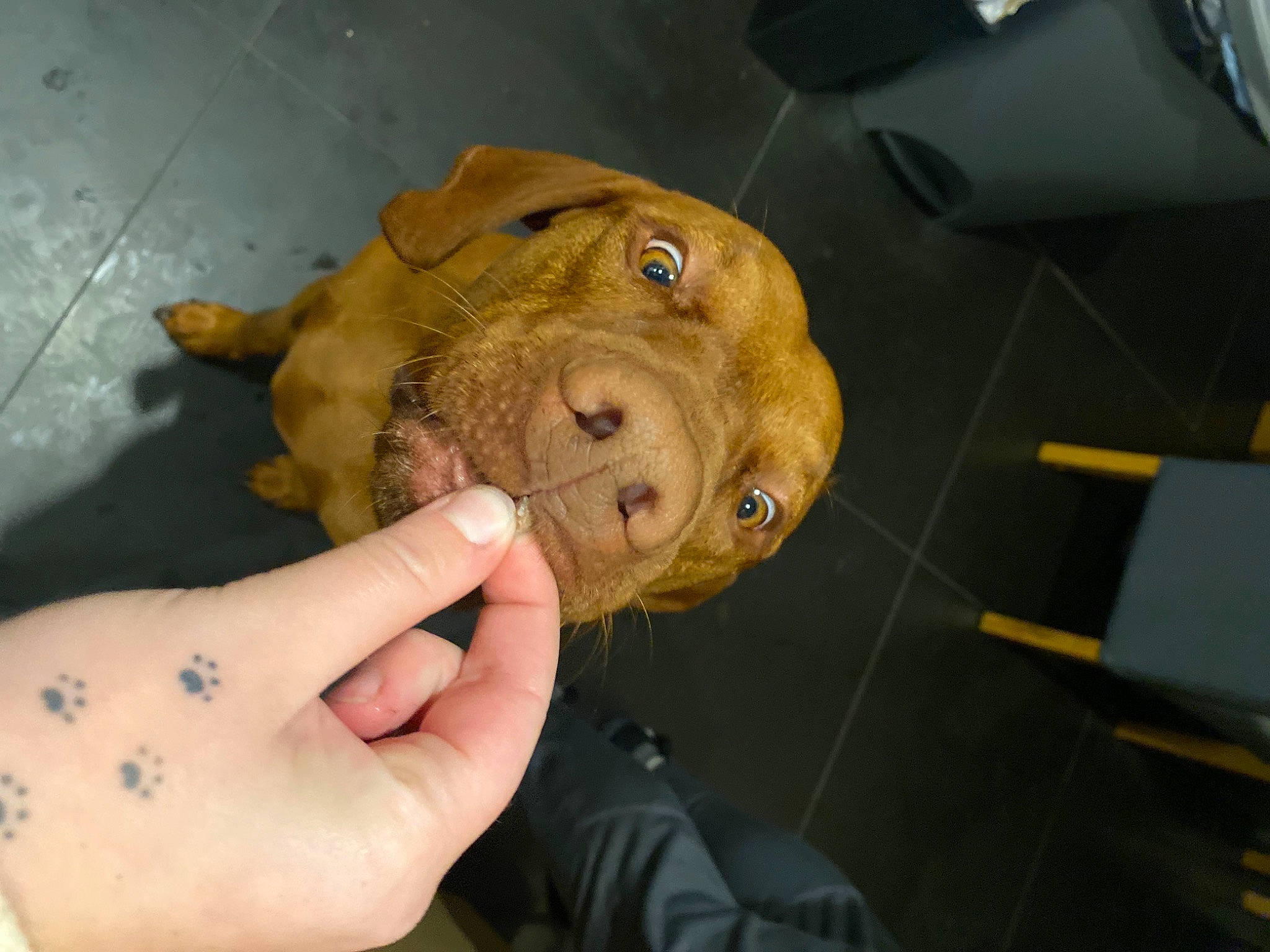 Hudson joined the competition — help win amazing prizes! canidae, carnivore, companion_dog, dog, dog_breed, fawn, finger, fur, gesture, nail, puppy, snout, sporting_group, terrestrial_animal, thumb, whiskers, wood, working_animal, wrinkle, wrist