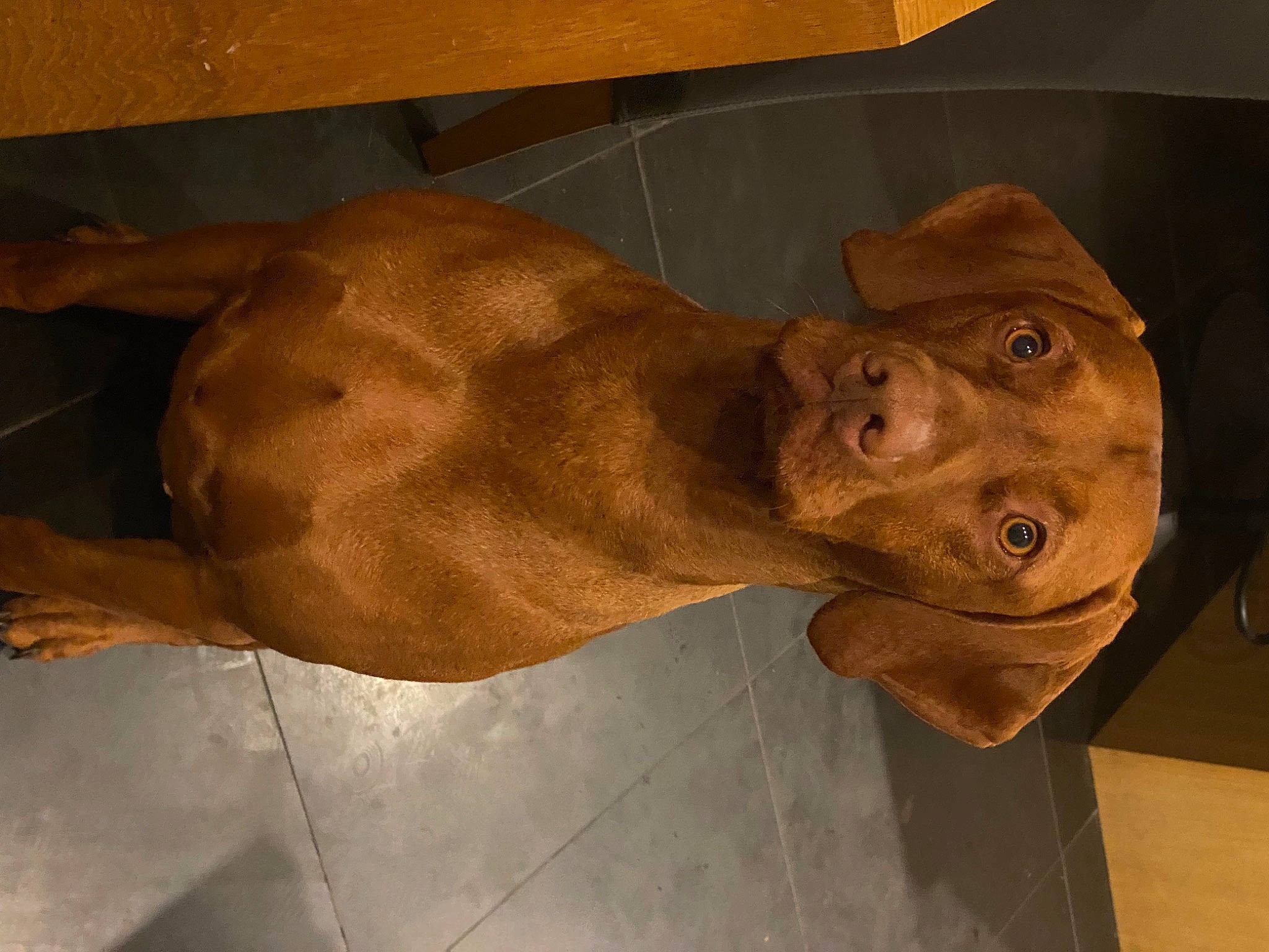 Hudson is registered to the contest to win money with this photo: art, artifact, big_cats, bronze_sculpture, carving, chainsaw_carving, dog_breed, fawn, felidae, flooring, jaw, liver, metal, sculpture, snout, statue, tail, terrestrial_animal, wood, working_animal