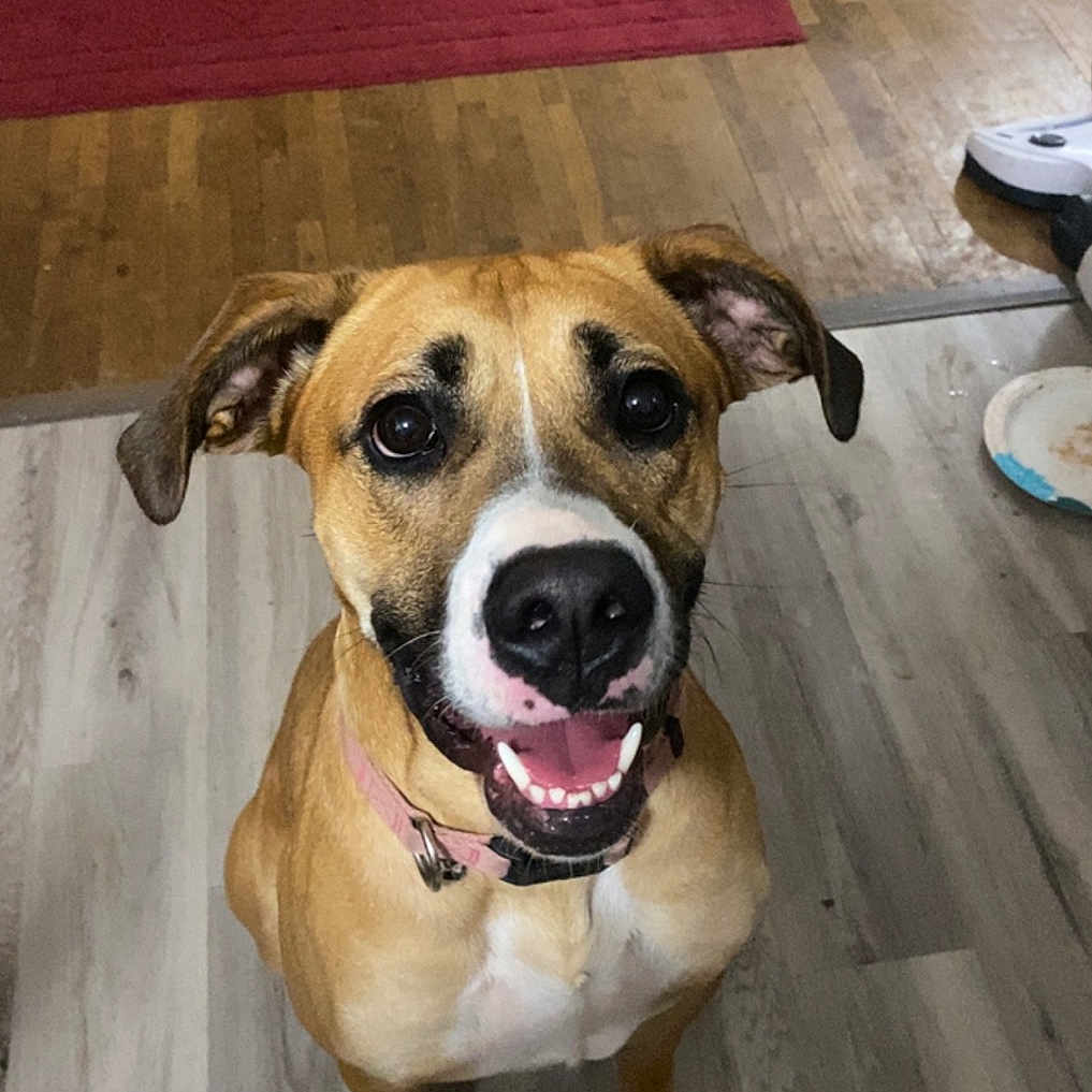 Zoey is registered to the contest to win money with this photo: accessories, animal, bodypart, boxer, bulldog, canine, dog, hardwood, hound, indoors, interiordesign, labradorretriever, mouth, person, pet, pitbull, plywood, puppy, strap, wood