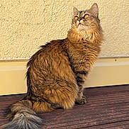 Athena a rejoint le concours — aidez-le/la à gagner de superbes lots ! cat, fluffy, feline, pet, sitting, wooden_deck, outdoor, sunlight, beige_wall, fur, tail, looking_up, domestic_animal, whiskers, ears, mammal, animal, closeup, portrait, calm