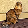 cat, fluffy, feline, pet, sitting, wooden_deck, outdoor, sunlight, beige_wall, fur, tail, looking_up, domestic_animal, whiskers, ears, mammal, animal, closeup, portrait, calm
