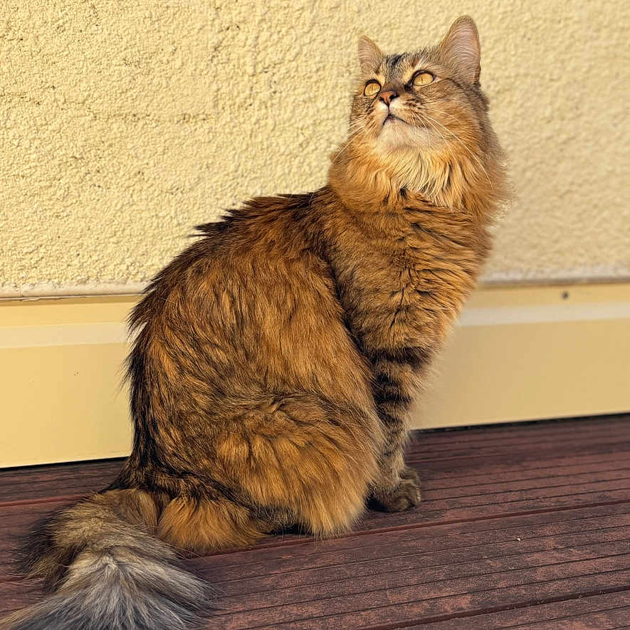 Athena a rejoint le concours — aidez-le/la à gagner de superbes lots ! animal, beige_wall, calm, cat, closeup, domestic_animal, ears, feline, fluffy, fur, looking_up, mammal, outdoor, pet, portrait, sitting, sunlight, tail, whiskers, wooden_deck