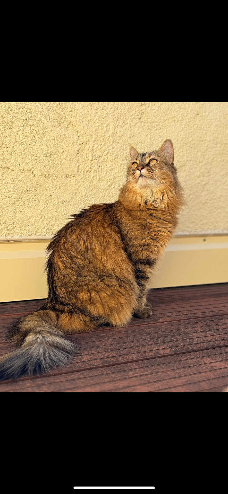 Athena a rejoint le concours — aidez-le/la à gagner de superbes lots ! cat, fluffy, feline, pet, sitting, wooden_deck, outdoor, sunlight, beige_wall, fur, tail, looking_up, domestic_animal, whiskers, ears, mammal, animal, closeup, portrait, calm