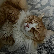 Lorena Cribby is registered to the contest to win money with this photo: animal, carpet, cat, close_up, cozy, cute, domestic_cat, feline, fluffy, fur, indoor, nap, orange_cat, patterned_rug, pet, relaxing, resting, sleeping, whiskers, white_fur