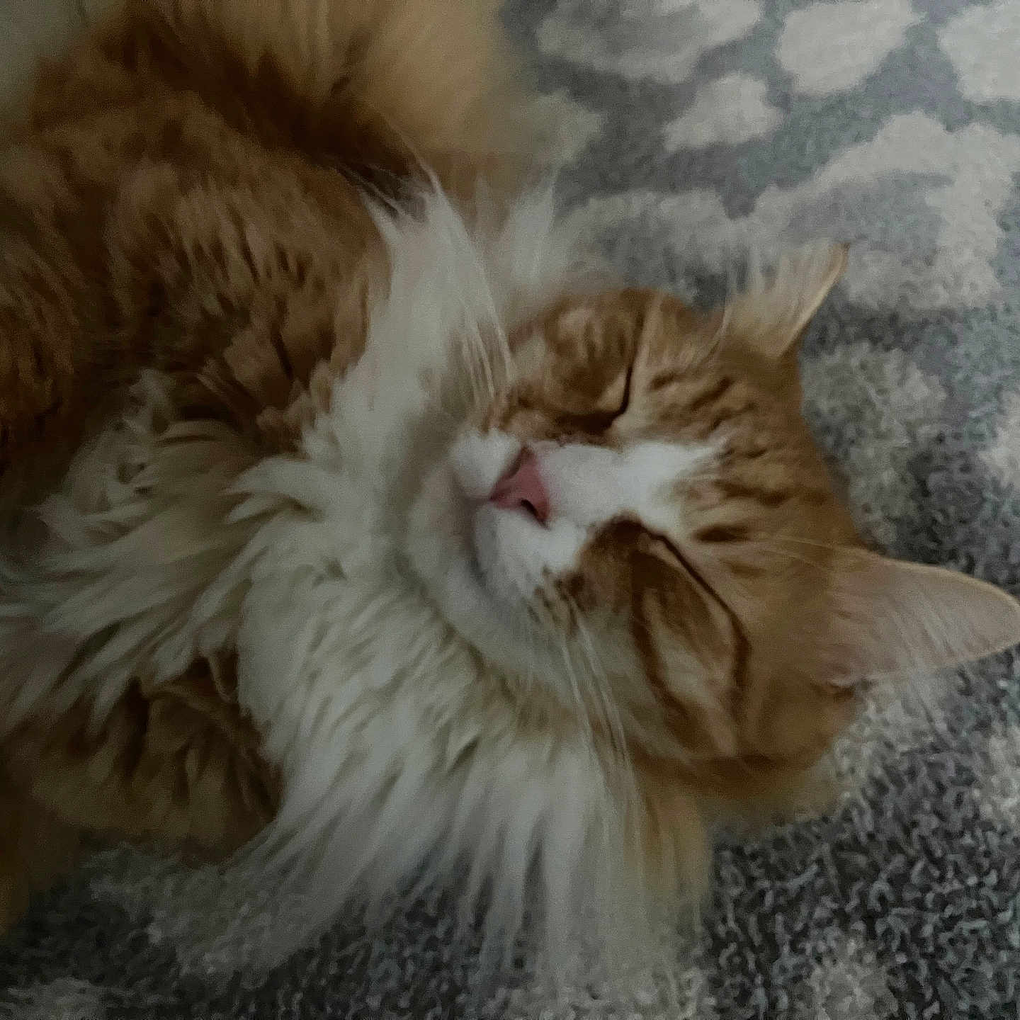 Lorena Cribby is registered to the contest to win money with this photo: animal, carpet, cat, close_up, cozy, cute, domestic_cat, feline, fluffy, fur, indoor, nap, orange_cat, patterned_rug, pet, relaxing, resting, sleeping, whiskers, white_fur