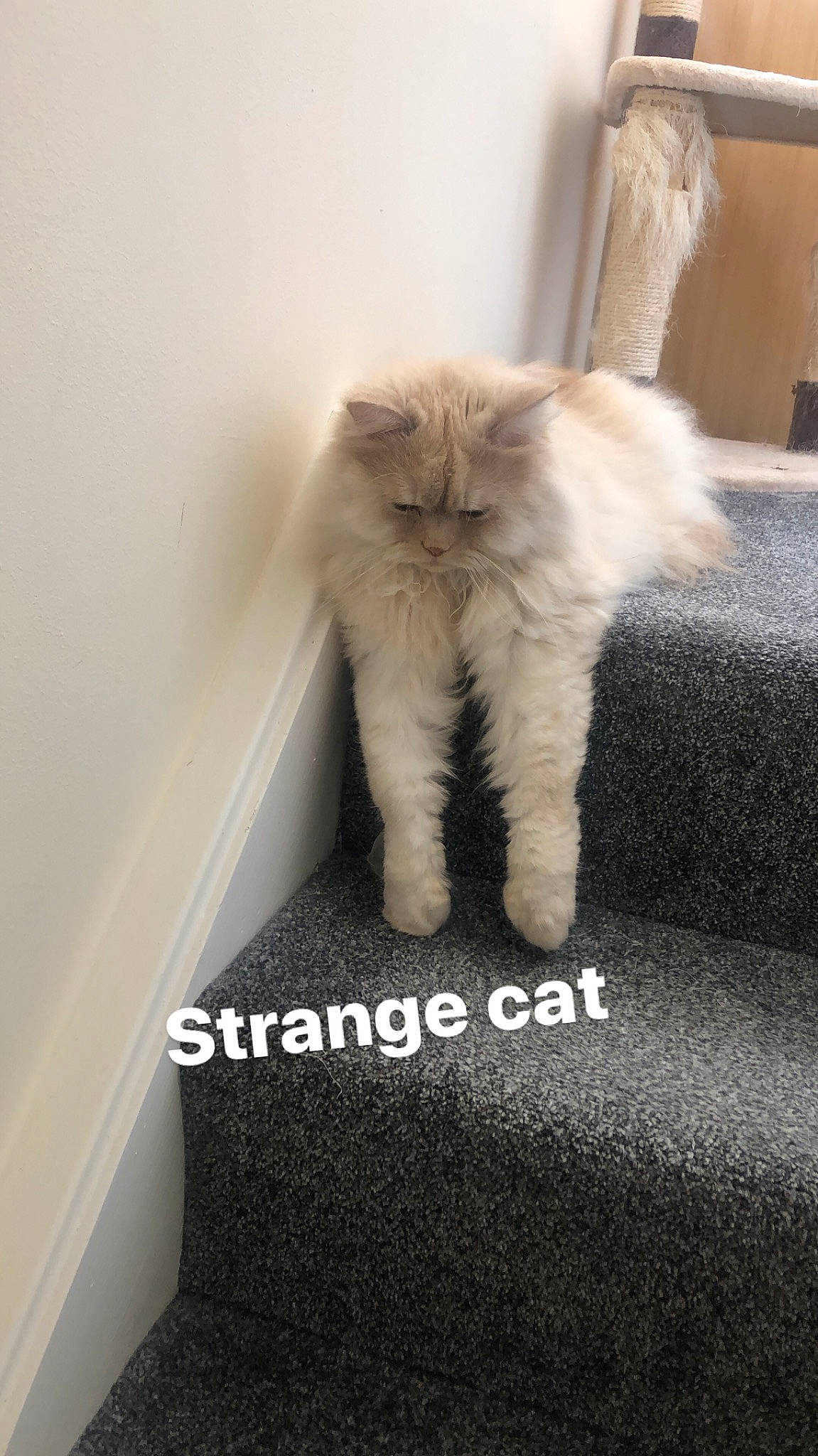 Claude joined the competition — help win amazing prizes! british_longhair, british_semi_longhair, carnivore, cat, domestic_long_haired_cat, fawn, felidae, fur, kitten, mammal, norwegian_forest_cat, persian, ragamuffin, small_to_medium_sized_cats, tail, whiskers