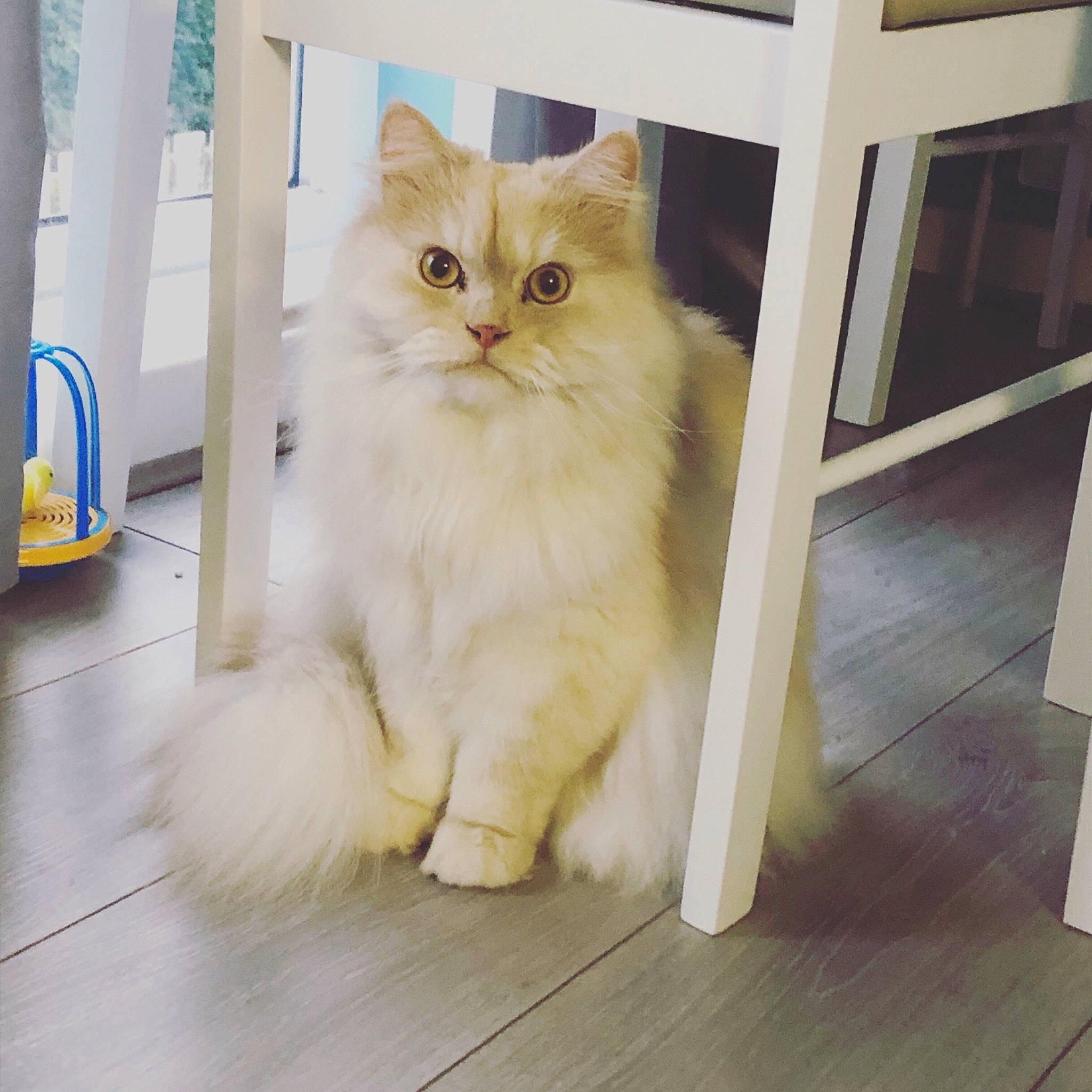 Claude is registered to the contest to win money with this photo: asian_semi_longhair, british_longhair, british_semi_longhair, carnivore, cat, domestic_long_haired_cat, eye, fawn, felidae, floor, fur, kitten, mammal, napoleon_cat, norwegian_forest_cat, persian, ragamuffin, small_to_medium_sized_cats, whiskers, wood