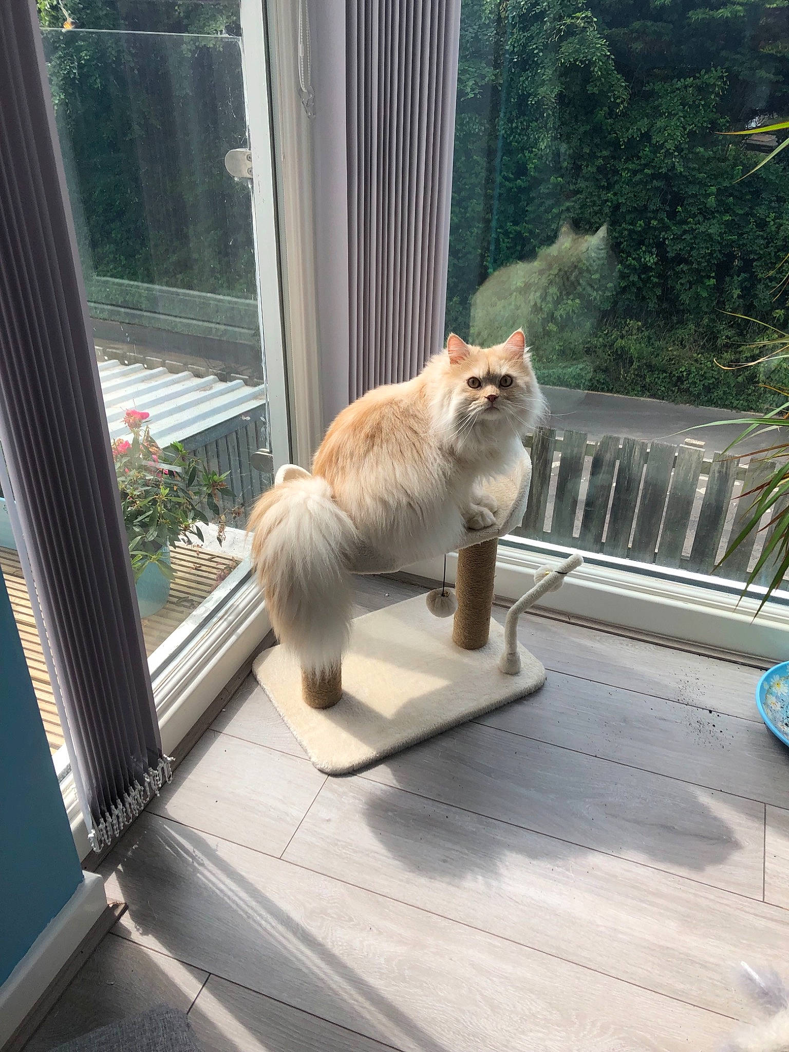 Claude is registered to the contest to win money with this photo: aegean_cat, carnivore, cat, european_shorthair, fawn, felidae, fur, polydactyl_cat, porch, small_to_medium_sized_cats, tail, whiskers, window