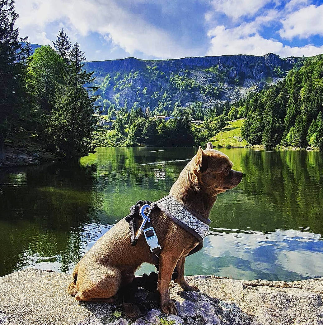 Oréo participe au concours pour gagner de l'argent avec cette photo : bank, carnivore, cloud, companion_dog, dog, dog_breed, fawn, grass, lake, landscape, leisure, mountain, natural_landscape, people_in_nature, plant, sky, tail, tree, water, working_animal