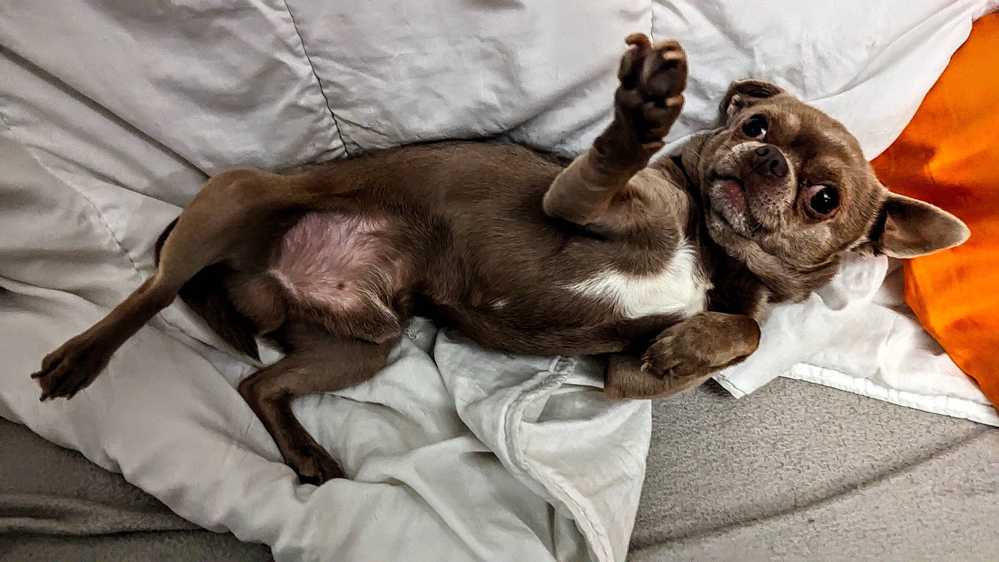 Oréo a rejoint le concours — aidez-le/la à gagner de superbes lots ! canidae, carnivore, claw, comfort, companion_dog, dog, dog_breed, fawn, felidae, fur, grey, linens, liver, mammal, paw, sporting_group, terrestrial_animal, vertebrate, whiskers, working_animal