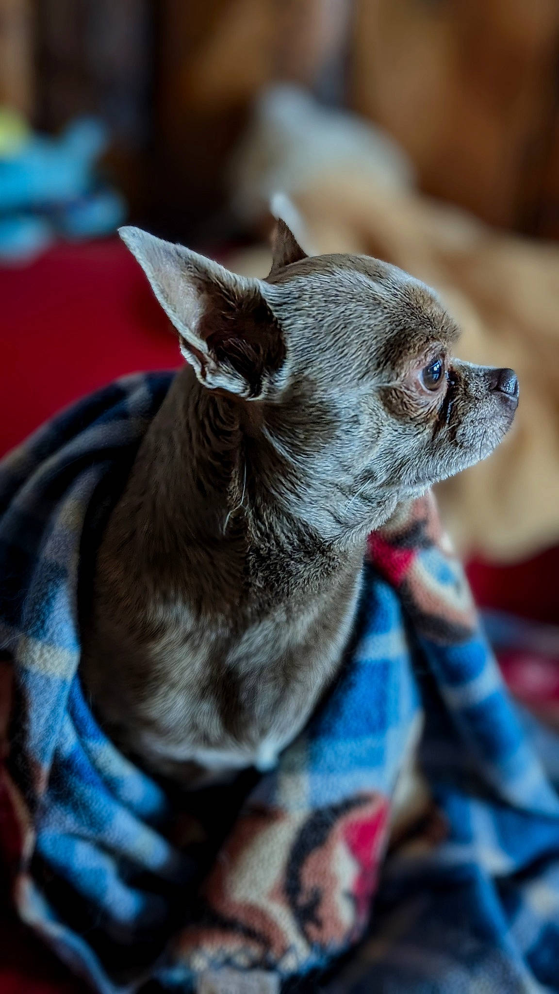 Oréo participe au concours pour gagner de l'argent avec cette photo : canidae, carnivore, collar, companion_dog, dog, dog_breed, ear, fawn, felidae, fur, grey, marsupial, non_sporting_group, puppy, sporting_group, terrestrial_animal, toy_dog, whiskers, working_animal