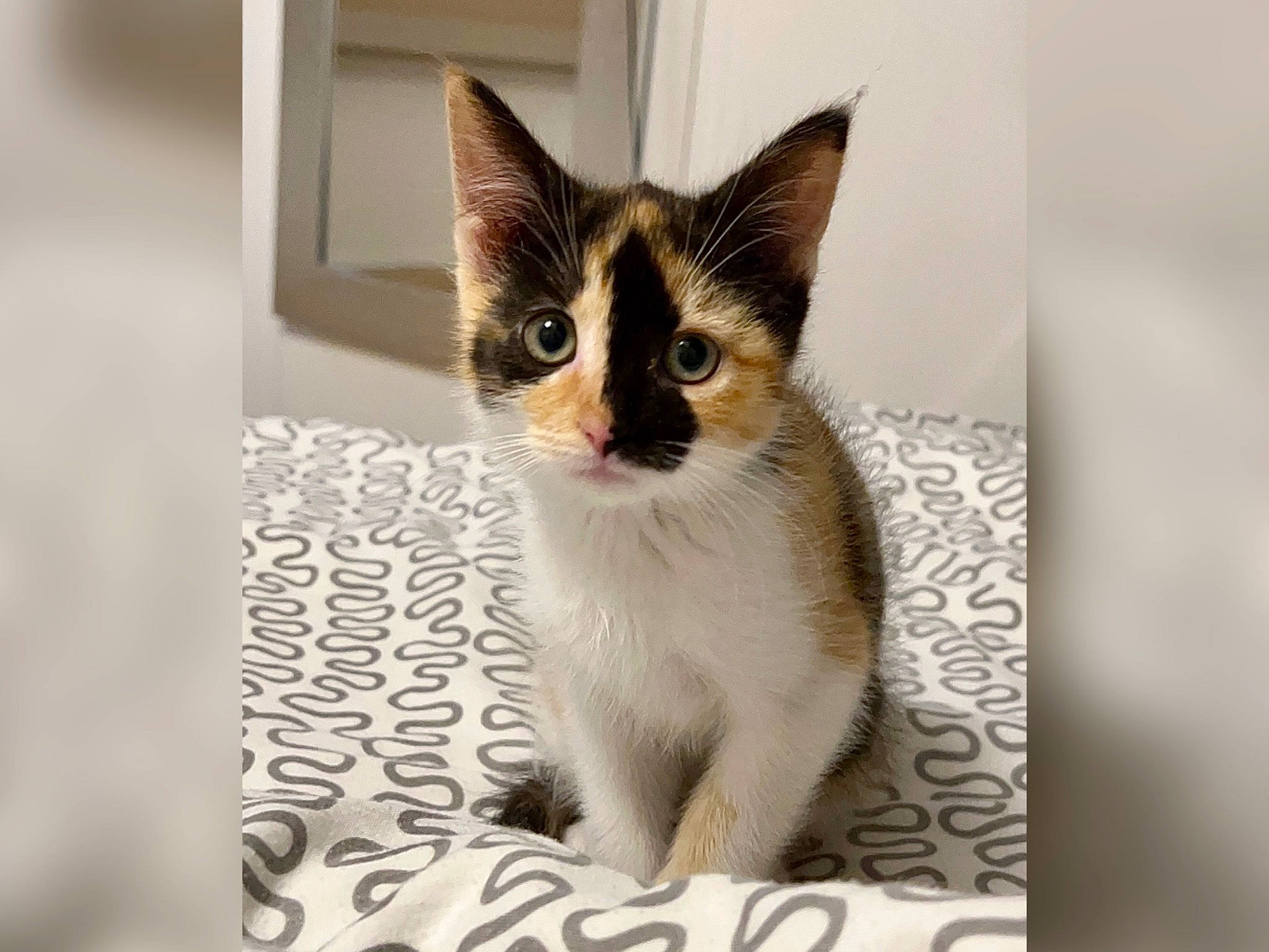 Praline participe au concours pour gagner de l'argent avec cette photo : carnivore, cat, domestic_short_haired_cat, felidae, font, fur, paw, pet_supply, photo_caption, rectangle, small_to_medium_sized_cats, snout, terrestrial_animal, whiskers