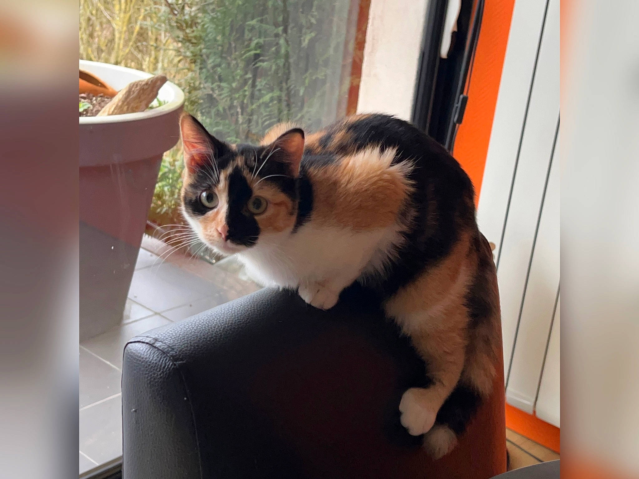 Praline participe au concours pour gagner de l'argent avec cette photo : box, carnivore, cat, comfort, domestic_short_haired_cat, fawn, felidae, flooring, flowerpot, fur, hardwood, houseplant, pet_supply, plant, small_to_medium_sized_cats, tail, tree, whiskers, window, wood