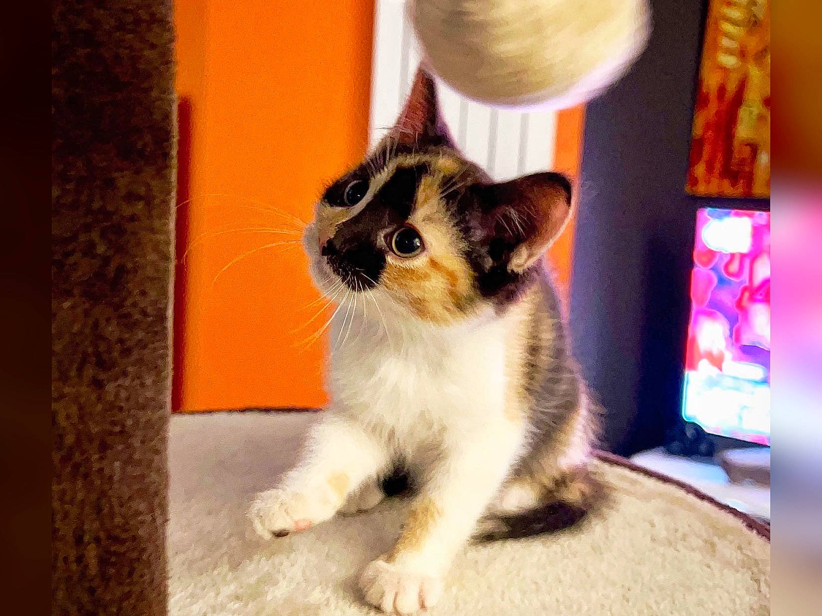 Praline a rejoint le concours — aidez-le/la à gagner de superbes lots ! carnivore, cat, cat_furniture, cat_supply, domestic_short_haired_cat, door, fawn, felidae, flooring, fur, lamp, paw, pet_supply, small_to_medium_sized_cats, sun_hat, tail, whiskers, window