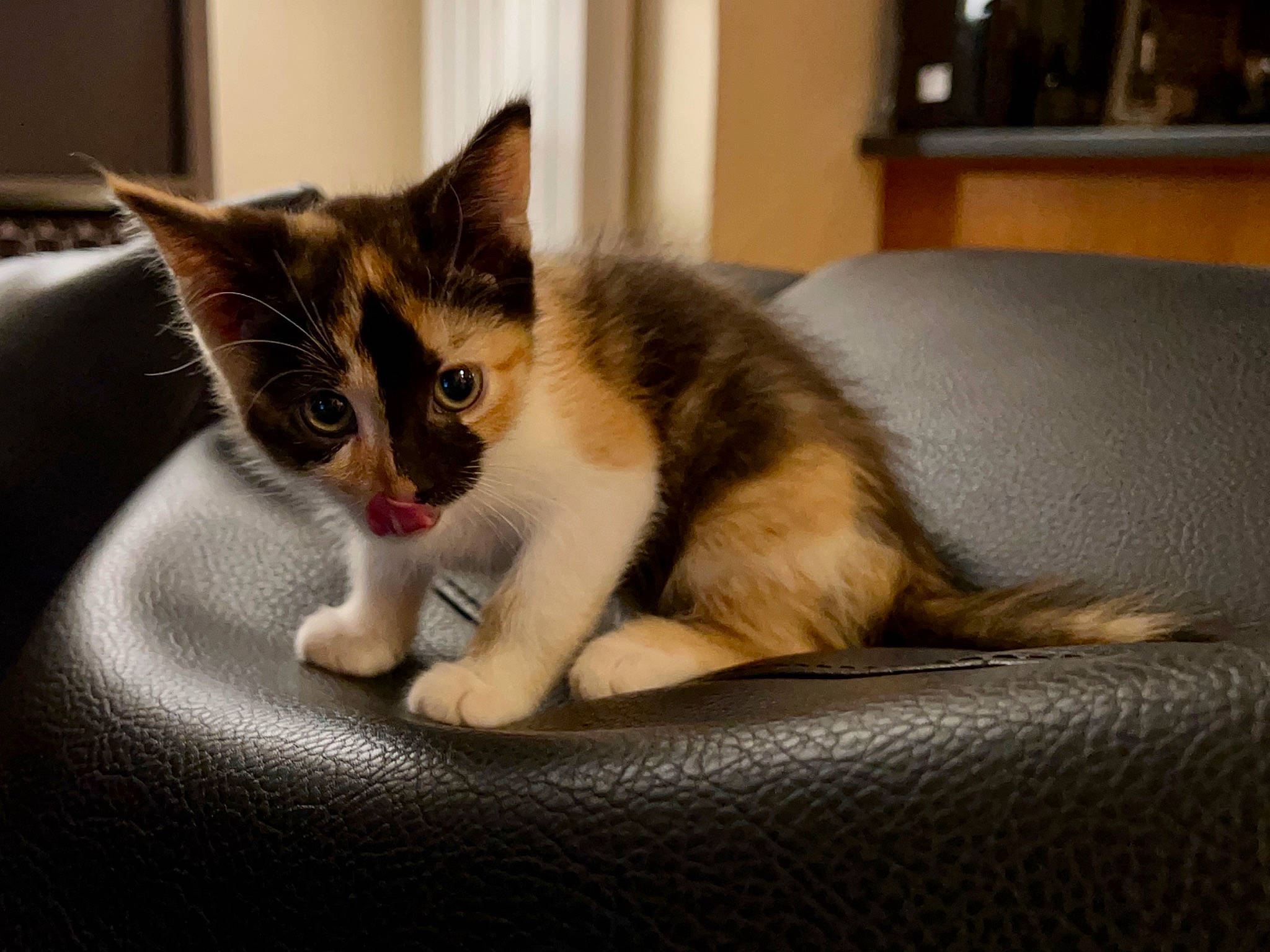 Praline a rejoint le concours — aidez-le/la à gagner de superbes lots ! carnivore, cat, cat_furniture, cat_supply, claw, comfort, couch, domestic_short_haired_cat, felidae, fur, paw, sitting, small_to_medium_sized_cats, snout, tail, whiskers, window