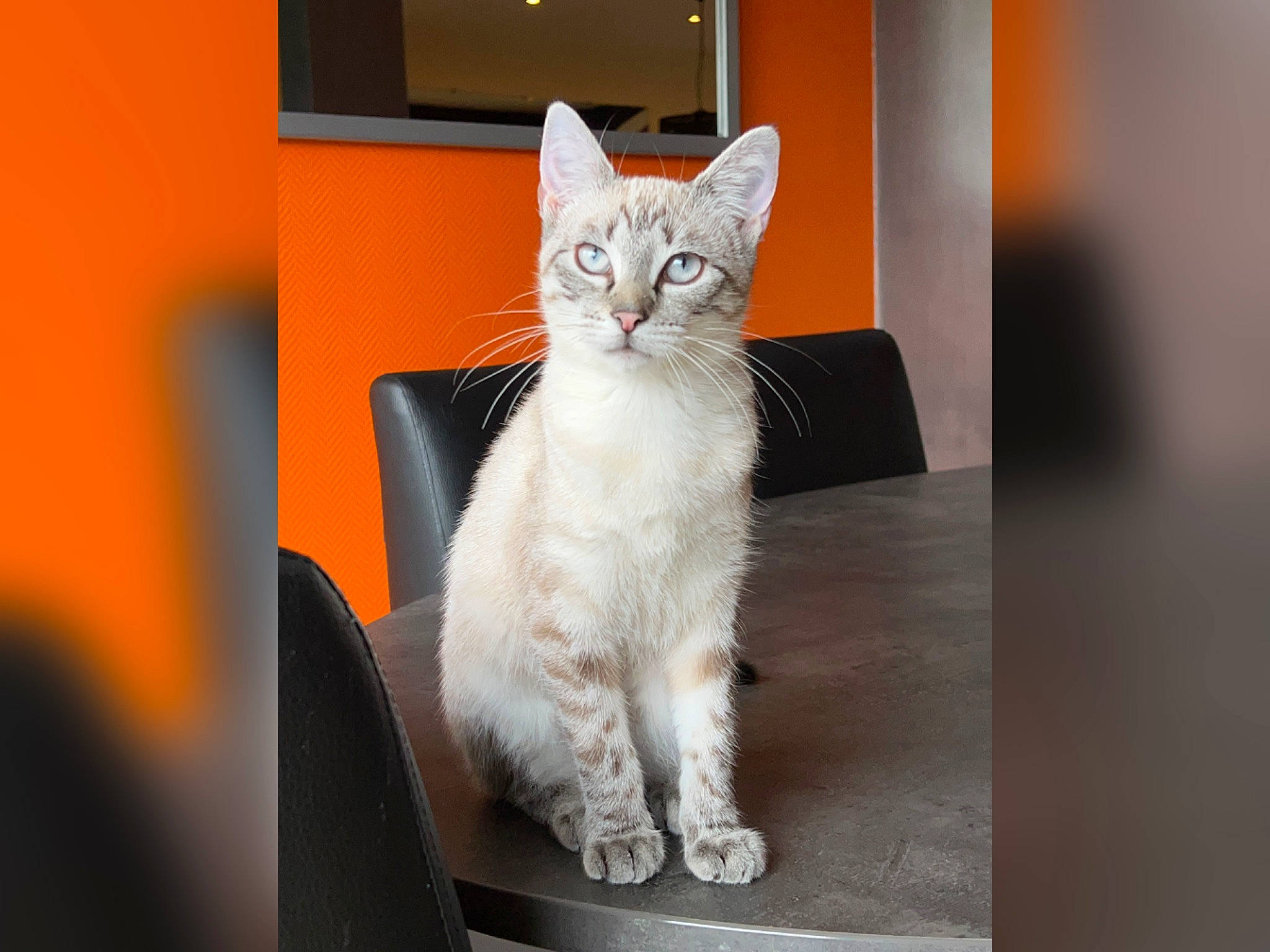 Tenessee participe au concours pour gagner de l'argent avec cette photo : carnivore, cat, comfort, domestic_short_haired_cat, door, felidae, fur, grey, paw, rectangle, sitting, small_to_medium_sized_cats, snout, tail, whiskers, window, wood