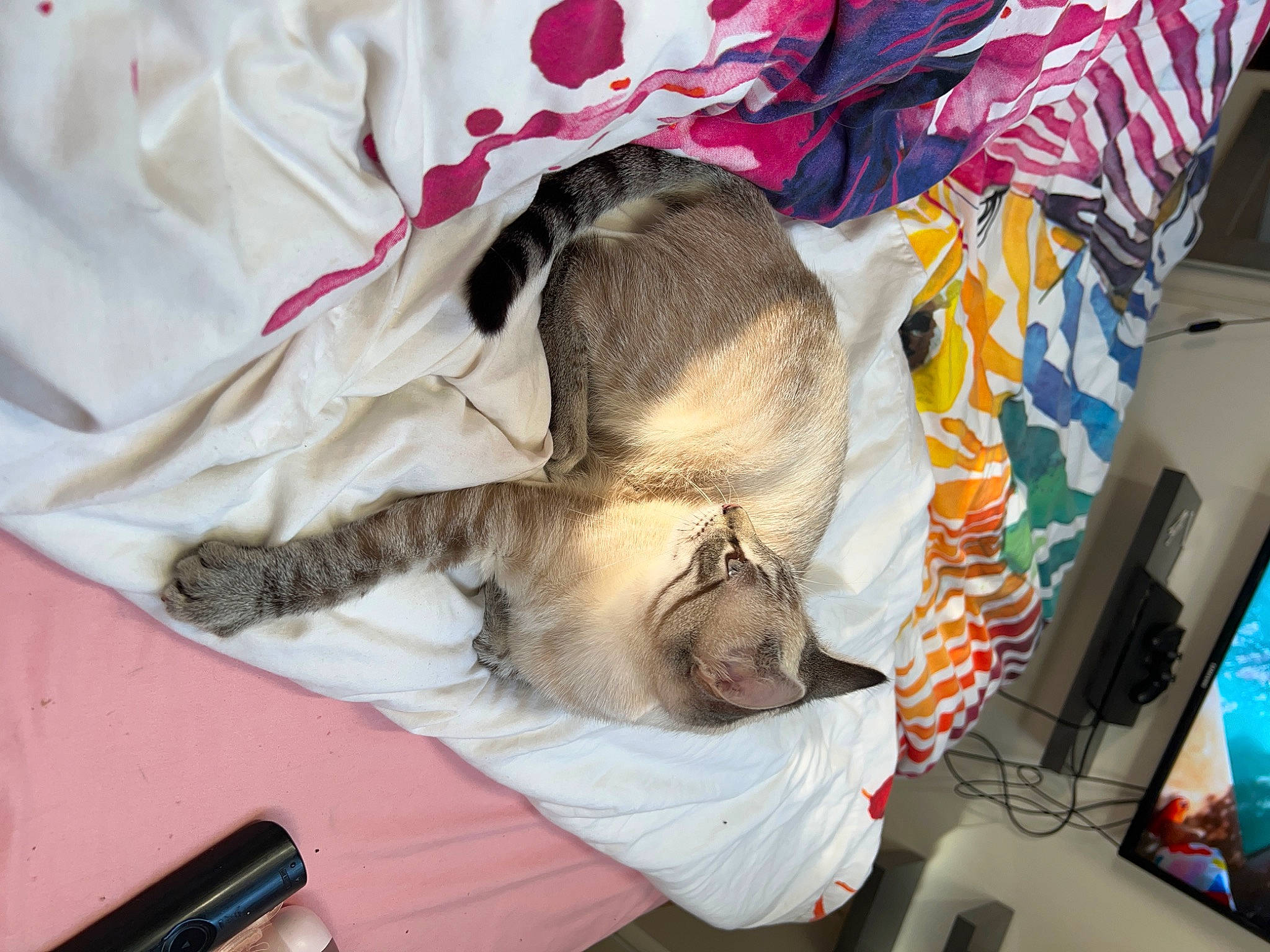 Tenessee participe au concours pour gagner de l'argent avec cette photo : canidae, carnivore, cat, comfort, companion_dog, domestic_short_haired_cat, fawn, felidae, fur, linens, nap, siamese, sleep, small_to_medium_sized_cats, sporting_group, whiskers