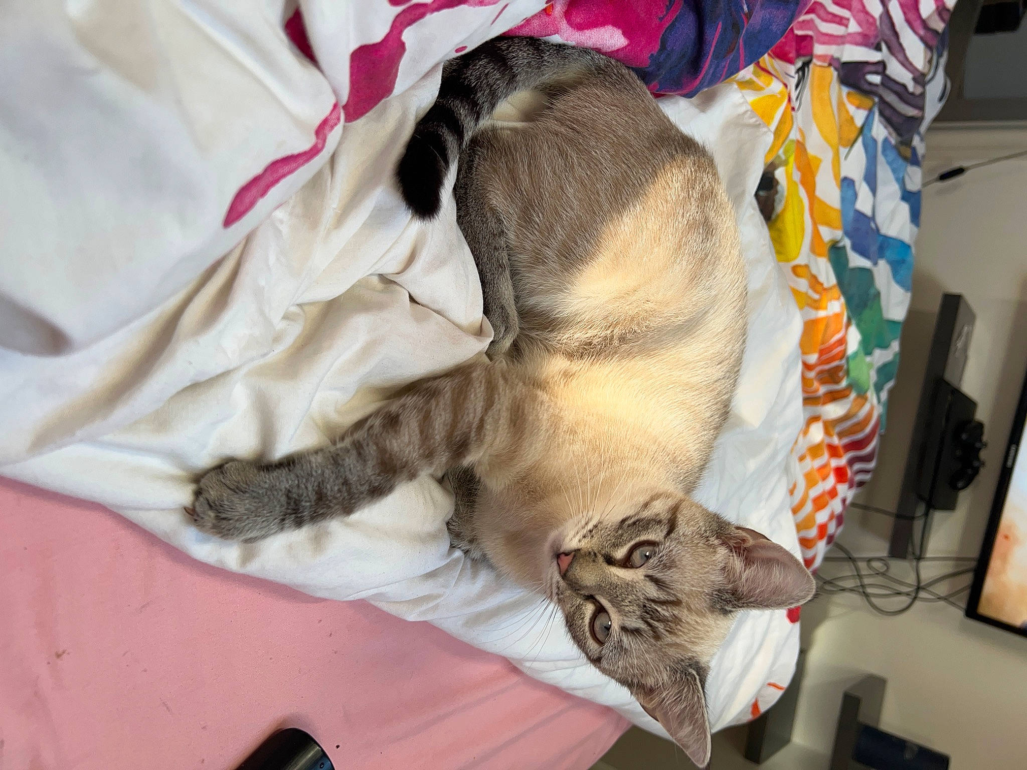 Tenessee a rejoint le concours — aidez-le/la à gagner de superbes lots ! canidae, carnivore, cat, comfort, dog_breed, domestic_short_haired_cat, fawn, felidae, fur, linens, mammal, nap, paw, small_to_medium_sized_cats, sporting_group, tail, vertebrate, whiskers, working_animal