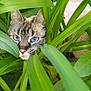 cat, blue_eyes, green_leaves, plants, outdoor, nature, curious, animal, camouflage, face, close_up, whiskers, feline, pet, flora, garden, leafy, hidden, wildlife, daylight
