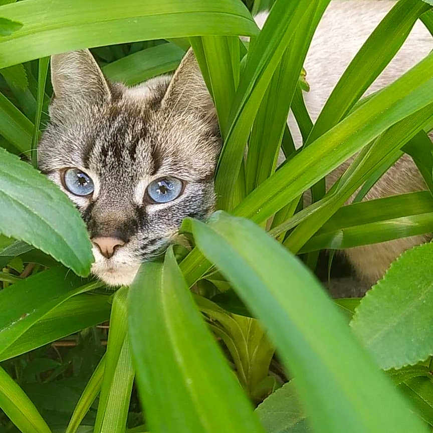 Léviosa participe au concours pour gagner de l'argent avec cette photo : animal, blue_eyes, camouflage, cat, close_up, curious, daylight, face, feline, flora, garden, green_leaves, hidden, leafy, nature, outdoor, pet, plants, whiskers, wildlife