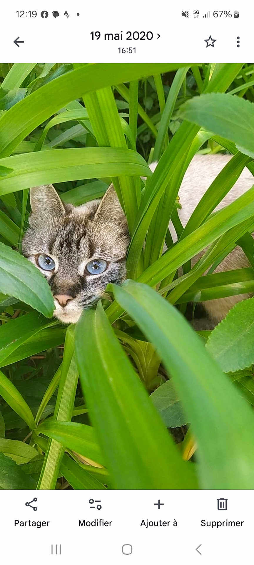Léviosa participe au concours pour gagner de l'argent avec cette photo : cat, blue_eyes, green_leaves, plants, outdoor, nature, curious, animal, camouflage, face, close_up, whiskers, feline, pet, flora, garden, leafy, hidden, wildlife, daylight