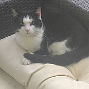 Hawk is registered to the contest to win money with this photo: animal, bicolor, black_and_white, cat, cushion, ears, eyes, feline, furniture, lounging, outdoor, patio, paws, pet, portrait, relaxed, sitting, tail, whiskers, wicker