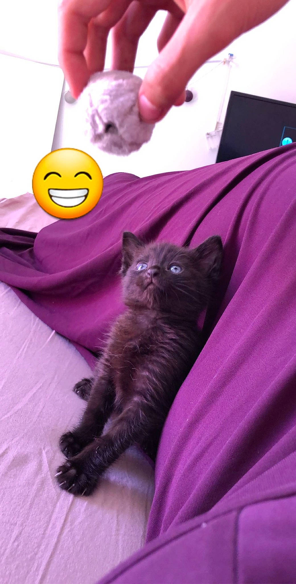 Oreo participe au concours pour gagner de l'argent avec cette photo : black_cat, bombay, carnivore, cat, comfort, domestic_short_haired_cat, felidae, fur, gesture, grey, happy, magenta, pink, plant, purple, small_to_medium_sized_cats, snout, tail, violet, whiskers