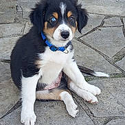 Jennifer Lecuyer a rejoint le concours — aidez-le/la à gagner de superbes lots ! puppy, dog, blue_collar, tricolor, sitting, stone_pavement, pet, young_dog, curious, outdoor, cute, fluffy, animal, canine, black_fur, white_fur, brown_fur, blue_eye, collar, paw
