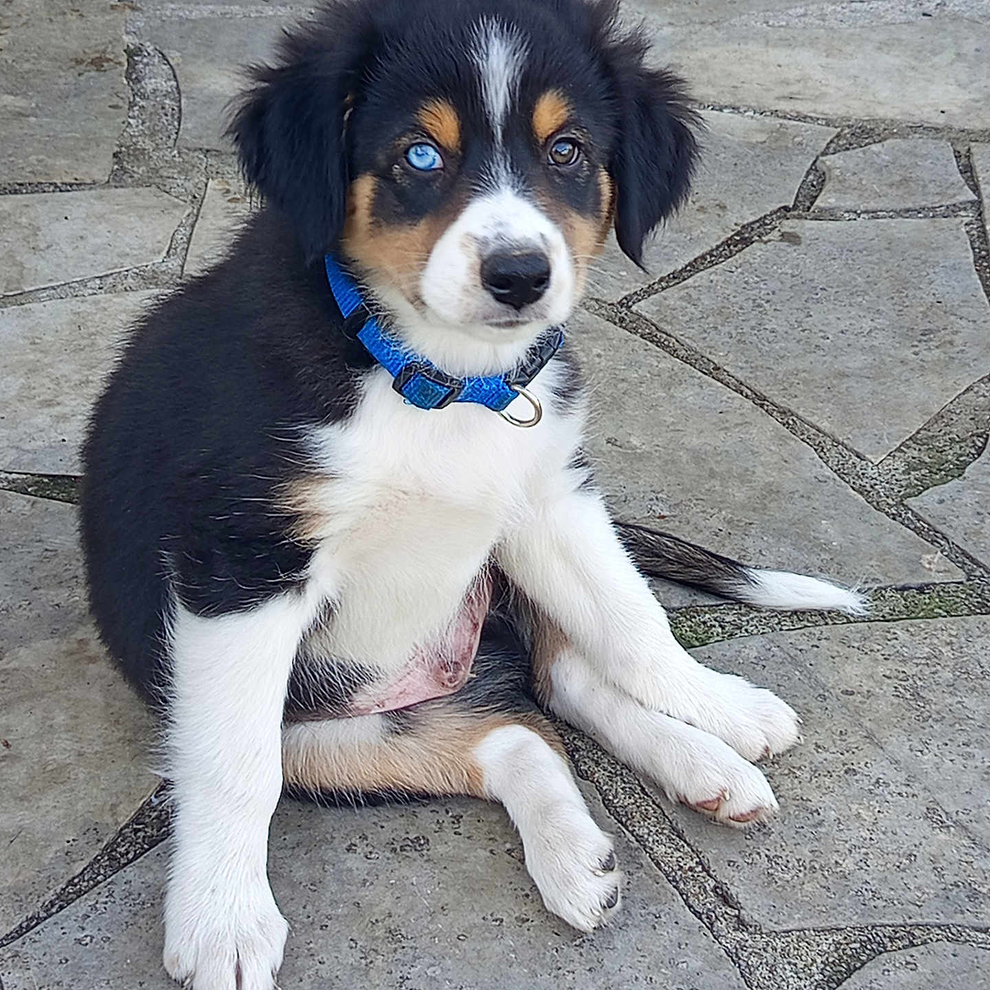 Jennifer Lecuyer a rejoint le concours — aidez-le/la à gagner de superbes lots ! animal, black_fur, blue_collar, blue_eye, brown_fur, canine, collar, curious, cute, dog, fluffy, outdoor, paw, pet, puppy, sitting, stone_pavement, tricolor, white_fur, young_dog