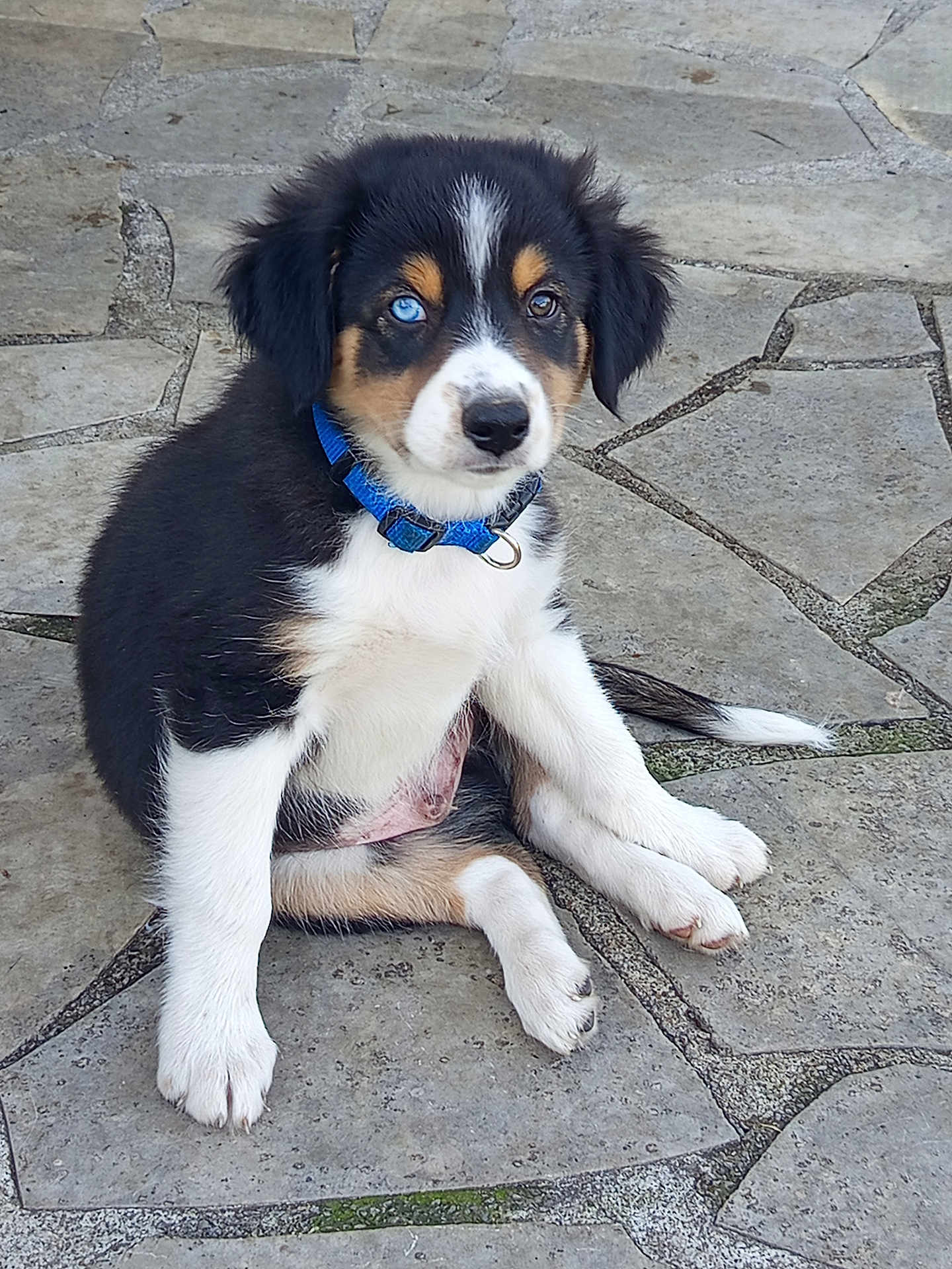 Jennifer Lecuyer a rejoint le concours — aidez-le/la à gagner de superbes lots ! puppy, dog, blue_collar, tricolor, sitting, stone_pavement, pet, young_dog, curious, outdoor, cute, fluffy, animal, canine, black_fur, white_fur, brown_fur, blue_eye, collar, paw