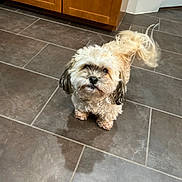 Bella joined the competition — help win amazing prizes! dog, small_dog, curly_fur, fluffy, tail, kitchen, tile_floor, cabinet, door, pet, indoor, looking_up, brown, cream, black_ears, floor, animal, companion, cute, domestic