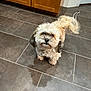 dog, small_dog, curly_fur, fluffy, tail, kitchen, tile_floor, cabinet, door, pet, indoor, looking_up, brown, cream, black_ears, floor, animal, companion, cute, domestic