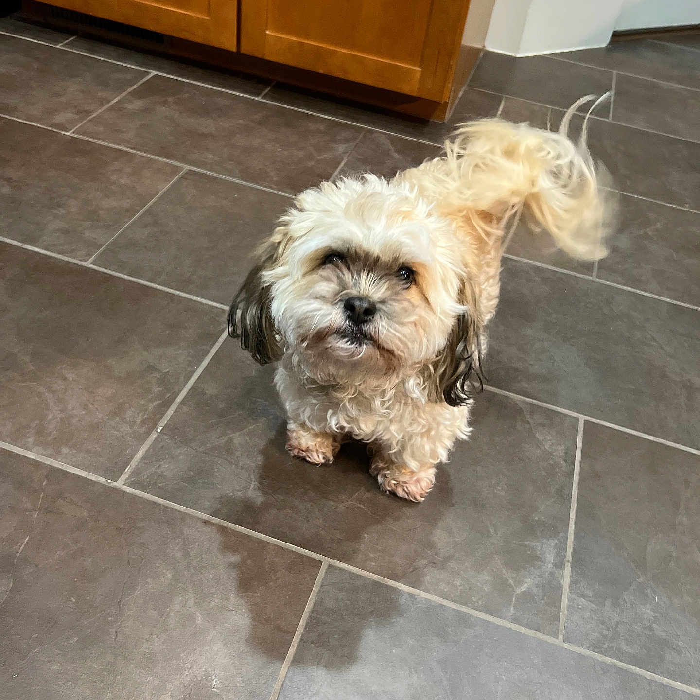 Bella joined the competition — help win amazing prizes! animal, black_ears, brown, cabinet, companion, cream, curly_fur, cute, dog, domestic, door, floor, fluffy, indoor, kitchen, looking_up, pet, small_dog, tail, tile_floor