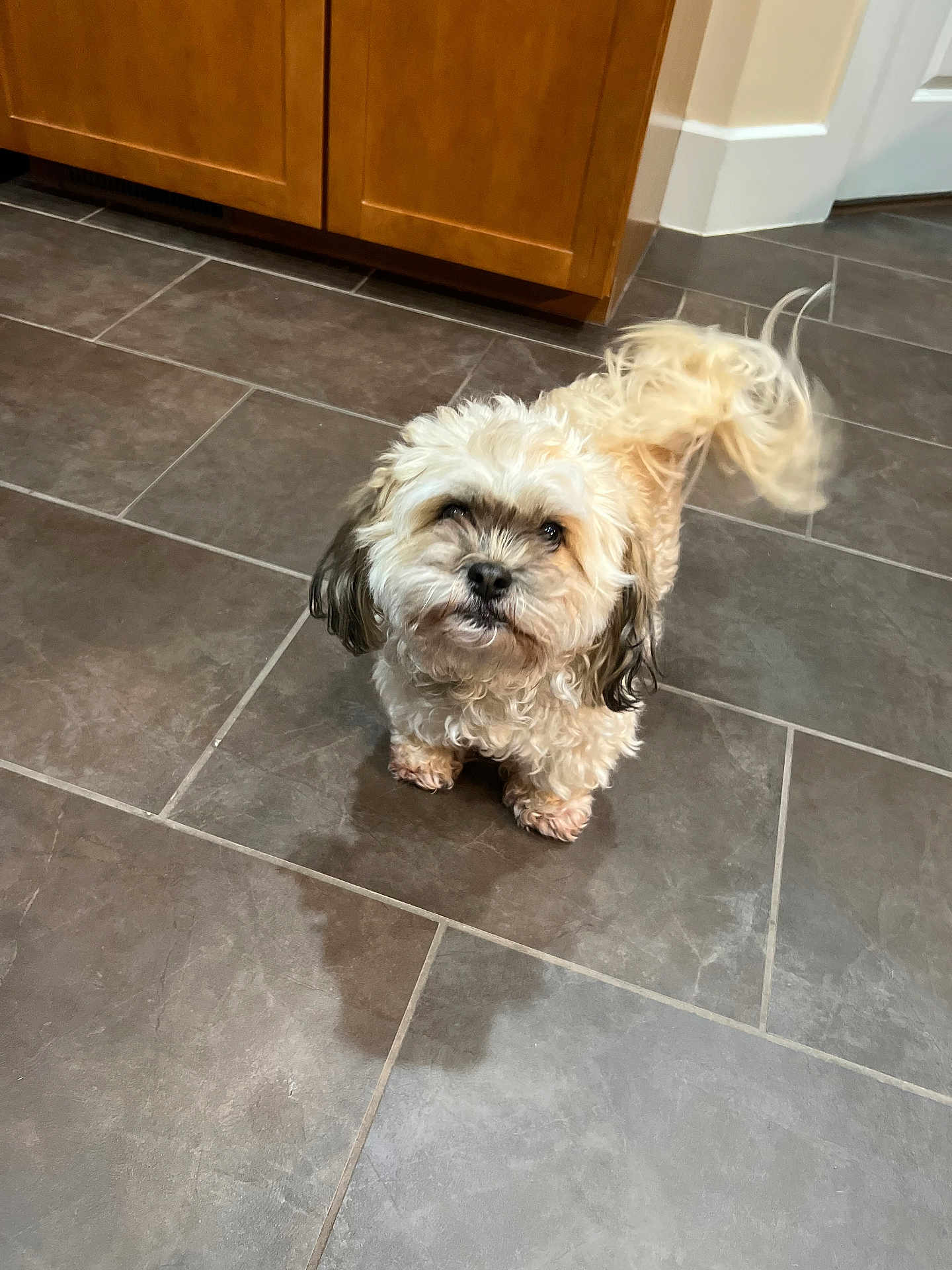 Bella joined the competition — help win amazing prizes! dog, small_dog, curly_fur, fluffy, tail, kitchen, tile_floor, cabinet, door, pet, indoor, looking_up, brown, cream, black_ears, floor, animal, companion, cute, domestic