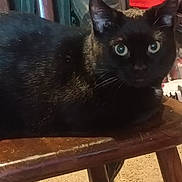 Snipes joined the competition — help win amazing prizes! cat, black_cat, animal, pet, indoor, chair, wooden_chair, furniture, green_eyes, curious, resting, domestic, household, cozy, closeup, mammal, whiskers, ears, feline, looking