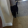 black_cat, cat, indoor, carpet, corner, wall, shadow, floor, doorway, furniture, stealth, pet, animal, home, low_light, blur, tail, whiskers, eyes, timestamp