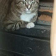 Buddy joined the competition — help win amazing prizes! cat, tabby_cat, animal, pet, feline, whiskers, paws, resting, indoor, wood, stacked_items, brown, white, striped, closeup, fur, eyes, face, sitting, calm
