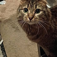 Zina joined the competition — help win amazing prizes! animal, brown, carpet, cat, closeup, curious, cute, domestic, eyes, face, fur, furniture, home, indoor, looking, mammal, pet, portrait, tabby, whiskers