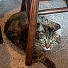 animal, brown, carpet, cat, cozy, curious, domestic, feline, floor, fur, green_eyes, household, indoor, legs, pet, relaxed, resting, tabby, whiskers, wooden_chair