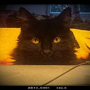 Leeloo participe au concours pour gagner de l'argent avec cette photo : black_cat, cat, eyes, yellow_eyes, peeking, indoor, feline, pet, animal, face, closeup, dark_fur, yellow_background, curious, cozy, mysterious, portrait, looking, whiskers, soft_fur