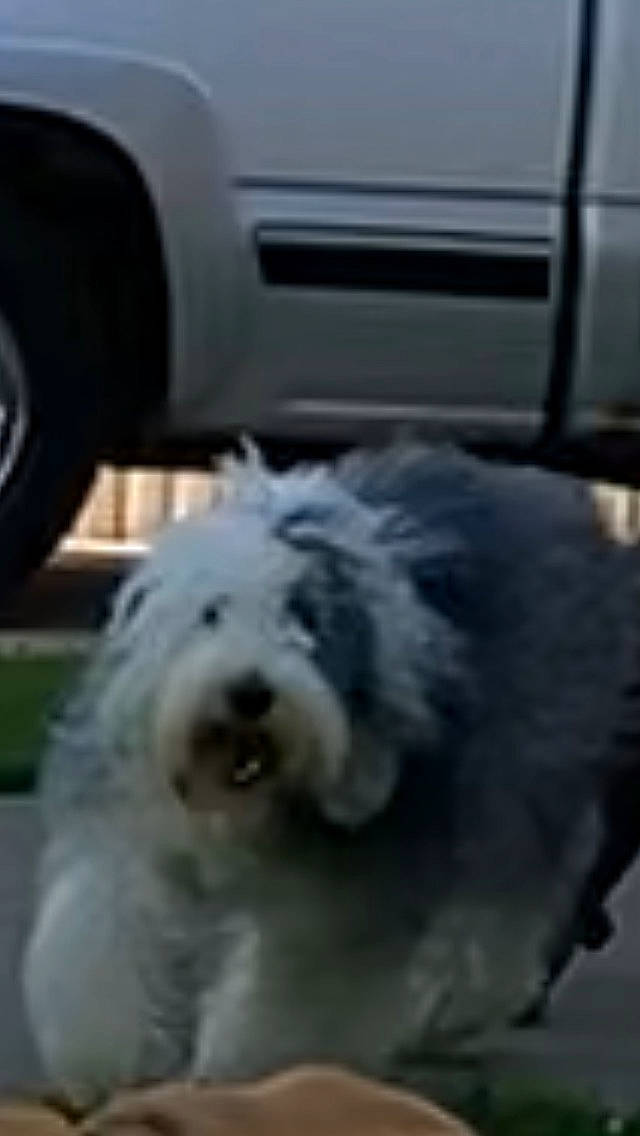 Zenni is registered to the contest to win money with this photo: automotive_exterior, automotive_tire, automotive_wheel_system, car, carnivore, companion_dog, dog, dog_breed, family_car, fur, giant_dog_breed, luxury_vehicle, non_sporting_group, personal_luxury_car, small_terrier, sporting_group, terrier, tire, toy_dog, working_animal