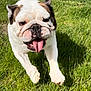 bulldog, dog, running, grass, outdoor, sunny, pet, animal, tongue_out, playful, fence, ears, happy, canine, field, daylight, mammal, active, closeup, motion