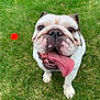 bulldog, dog, tongue_out, grass, playful, pet, animal, outdoor, happy, closeup, canine, smiling, paw, fur, muzzle, nose, ears, tongue, ball, summer