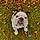 Poppy