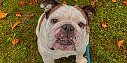 Poppy joined the competition — help win amazing prizes! bulldog, dog, pet, leash, outdoor, grass, autumn, leaves, fall, cute, animal, canine, looking_up, mammal, nature, playful, friendly, ears, face, tongue