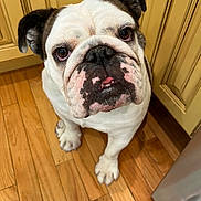 Poppy joined the competition — help win amazing prizes! bulldog, dog, pet, indoor, wooden_floor, kitchen, looking_up, close_up, canine, animal, mammal, white_fur, black_spots, pink_spots, ears, snout, flooring, cabinet, curious, companion