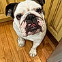 bulldog, dog, pet, indoor, wooden_floor, kitchen, looking_up, close_up, canine, animal, mammal, white_fur, black_spots, pink_spots, ears, snout, flooring, cabinet, curious, companion